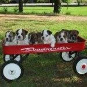 Meet your Posher, Wanda